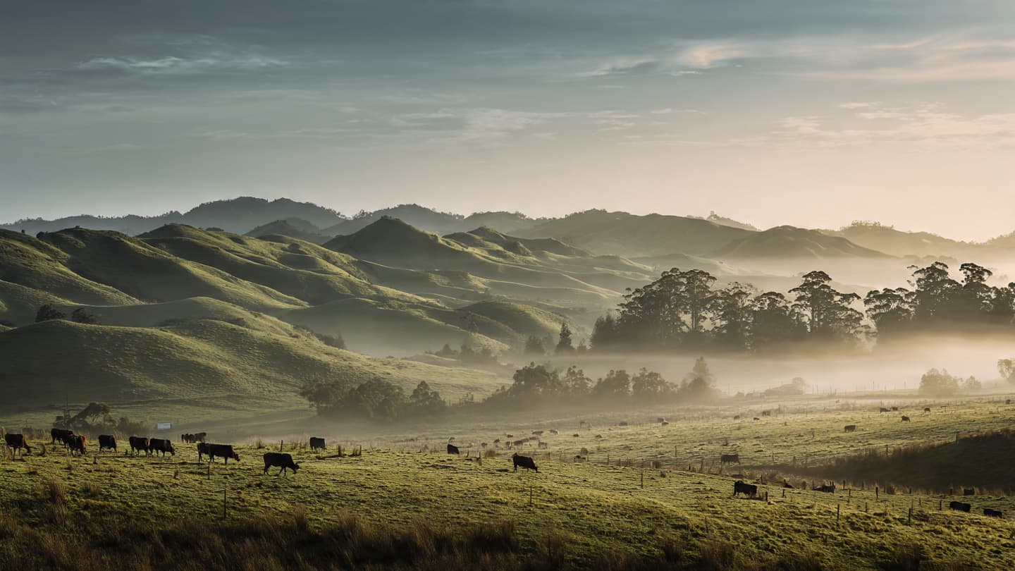 The Rising Tide of the Pail: On the Near-Record Surge of New Zealand Dairy Wealth The Rising Tide of the Pail: On the Near-Record Surge of New Zealand Dairy Wealth