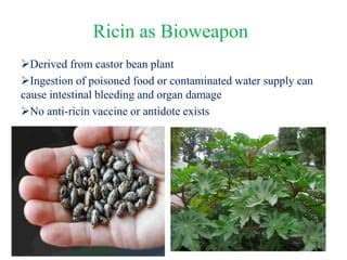 France Acquires Antidote to Ricin, One of the Main Bioterrorist Threats France Acquires Antidote to Ricin, One of the Main Bioterrorist Threats