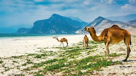Planning a Trip to Oman? Important HIV Testing Requirements for Travelers Planning a Trip to Oman? Important HIV Testing Requirements for Travelers