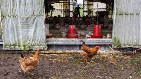Belgium to Cull 55,000 Chickens Following Bird Flu Outbreak Belgium to Cull 55,000 Chickens Following Bird Flu Outbreak