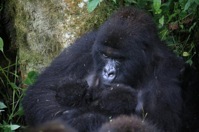 Rare Mountain Gorilla Twins Born in DR Congo: Park Authorities Rare Mountain Gorilla Twins Born in DR Congo: Park Authorities