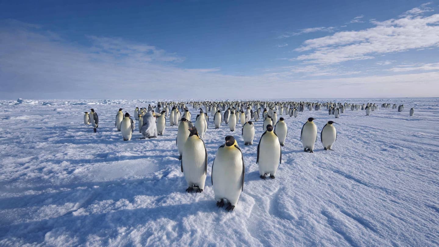 Emperor penguins and the narrowing world beneath their feet