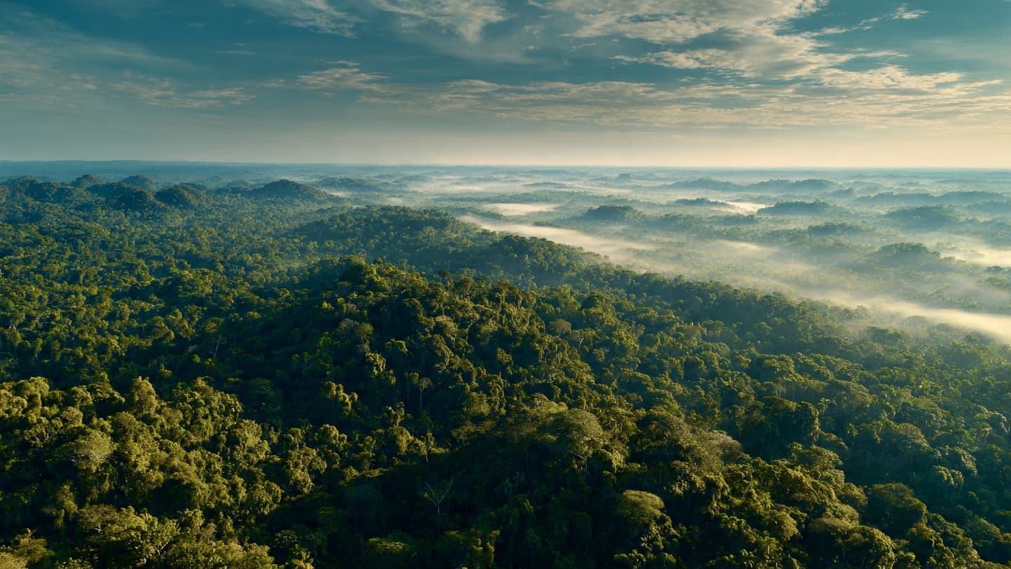 When the World’s Largest Forest Begins to Change Its Story