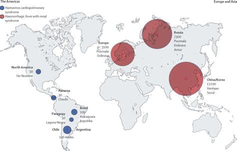WHO Head Tells Countries to Prepare for More Hantavirus Cases WHO Head Tells Countries to Prepare for More Hantavirus Cases