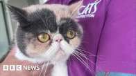 Cat Buyers Warned Over Purchasing Flat-Faced Cats Due to Health Risks Cat Buyers Warned Over Purchasing Flat-Faced Cats Due to Health Risks