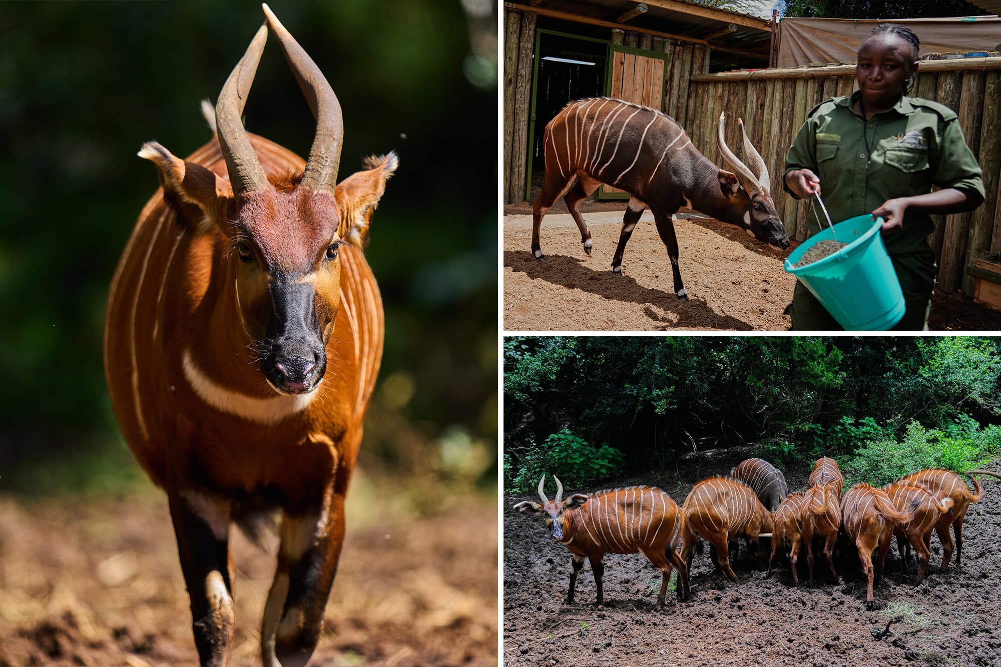 ‘Ghost of the Forest’ Returns to Kenya as Conservationists Reintroduce Rare Antelope Into the Wild ‘Ghost of the Forest’ Returns to Kenya as Conservationists Reintroduce Rare Antelope Into the Wild