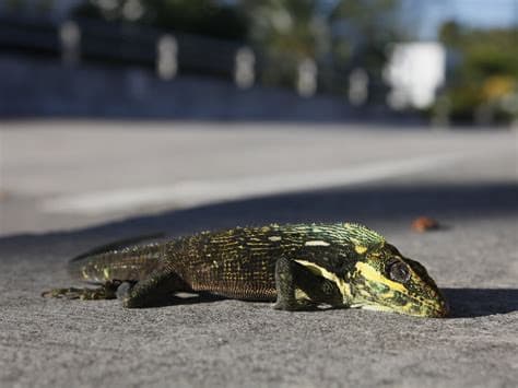 Florida Euthanizes 5,195 Iguanas After Cold Snap Stuns the Invasive Reptiles Florida Euthanizes 5,195 Iguanas After Cold Snap Stuns the Invasive Reptiles