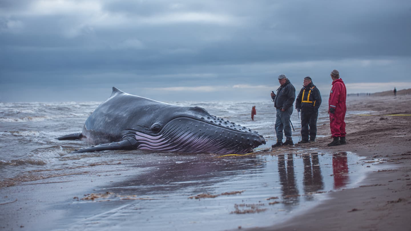 The Sea Carried Timmy’s Journey to a Quiet Shore in Denmark