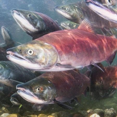 These Salmon Got High on Cocaine. That Wasn’t the Craziest Part.