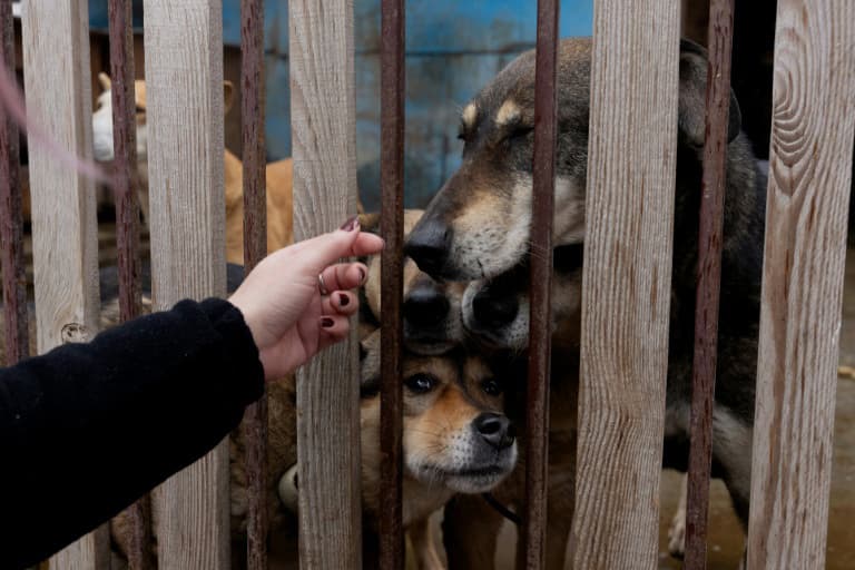 Russian Strike Hits Animal Shelter in Ukraine, Killing and Injuring Animals Russian Strike Hits Animal Shelter in Ukraine, Killing and Injuring Animals