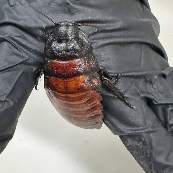 Massive Seizure of Illegal Exotic Cockroaches Prompts Warning Massive Seizure of Illegal Exotic Cockroaches Prompts Warning