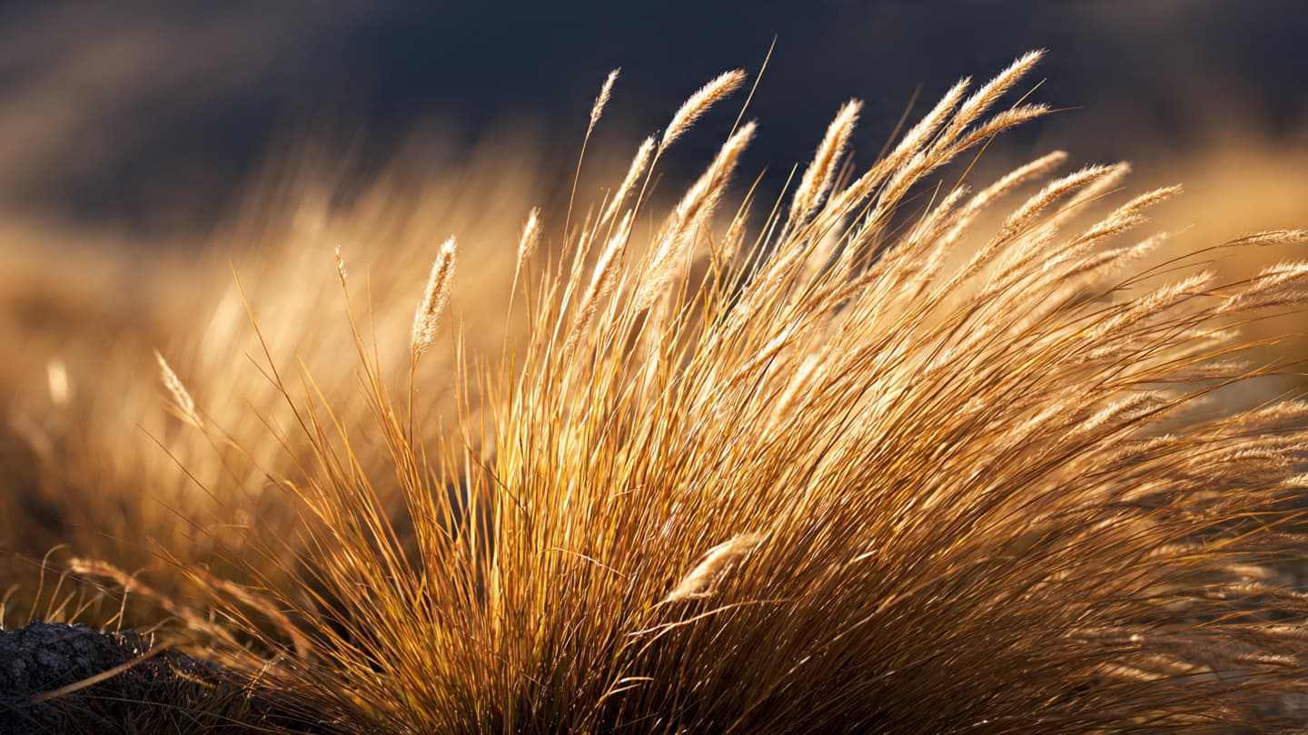 Between the Granite and the Grass: Reflections on the Silent Stature of the Mackenzie Basin Between the Granite and the Grass: Reflections on the Silent Stature of the Mackenzie Basin