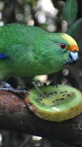 Critically Endangered New Zealand Parakeet Gets Lifeline from Randy Pair