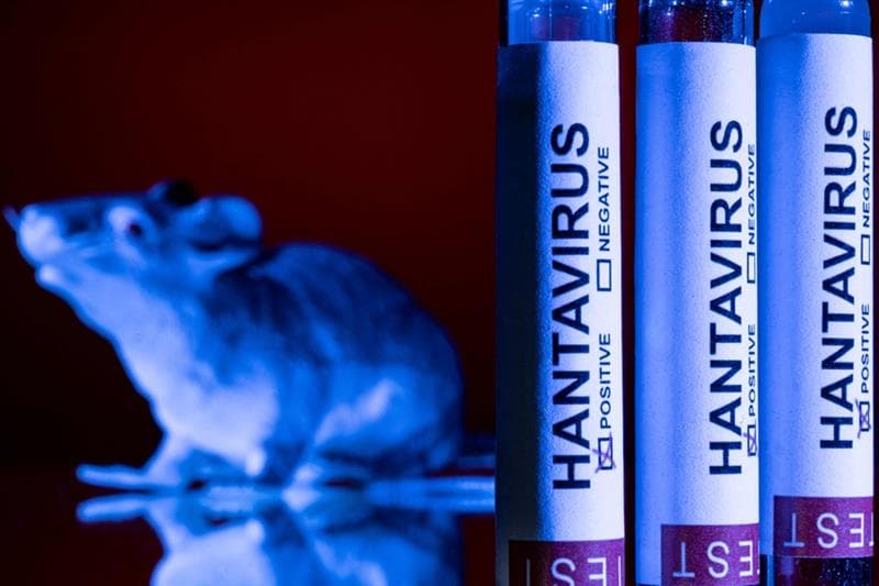'No indication' Andes strain of hantavirus has mutated: EU agency 'No indication' Andes strain of hantavirus has mutated: EU agency
