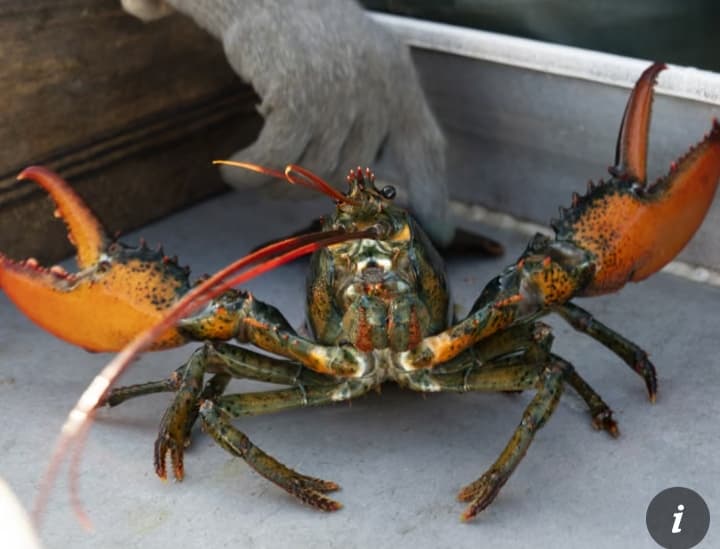Boiling Lobsters Alive to Be Banned in UK Animal Cruelty Crackdown Boiling Lobsters Alive to Be Banned in UK Animal Cruelty Crackdown