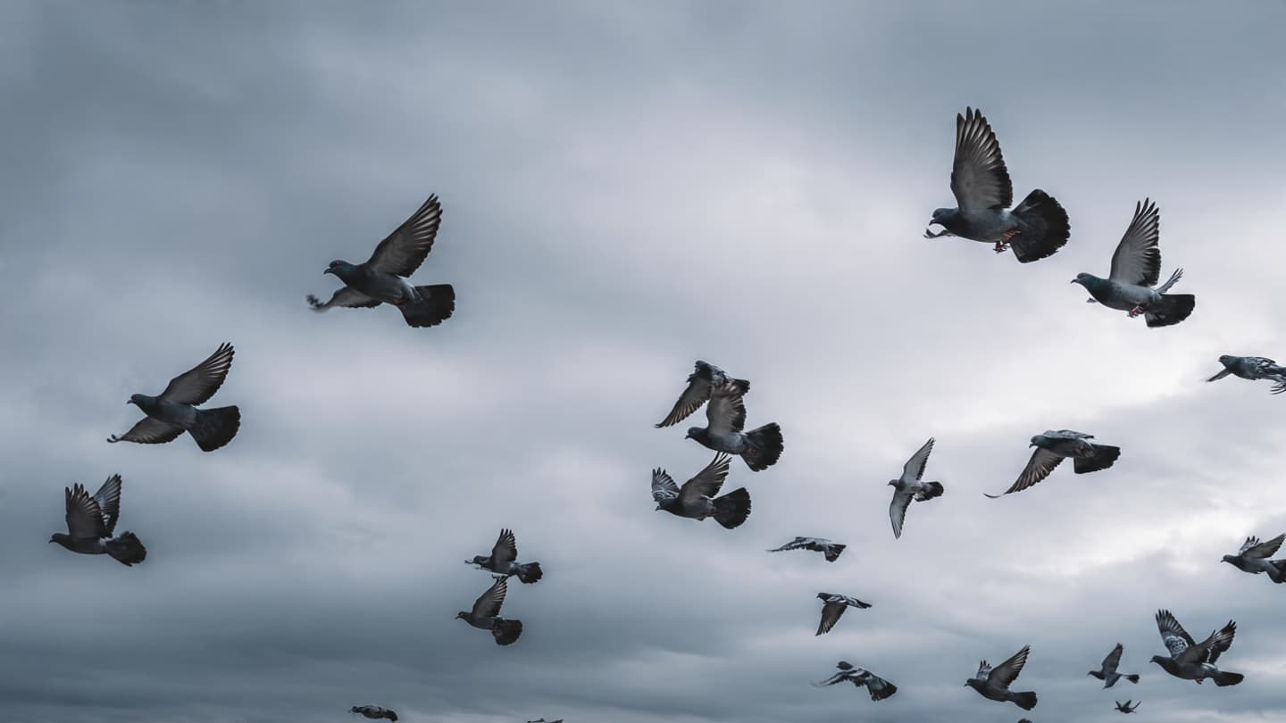 Pigeons May Carry a Hidden Compass Deep Within Their Bodies
