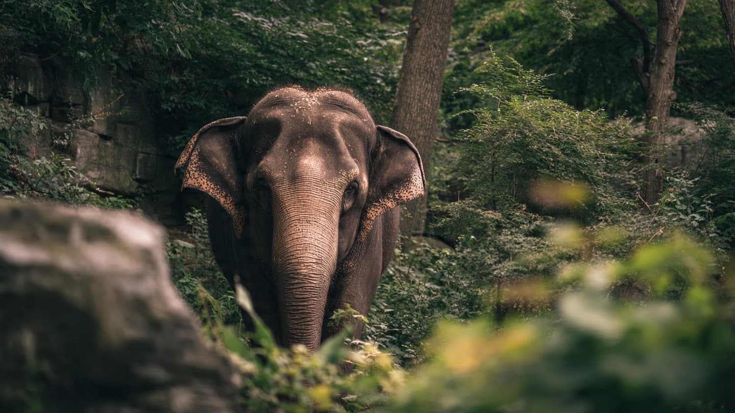 A Life Behind Enclosures Became a Mirror for Human Questions