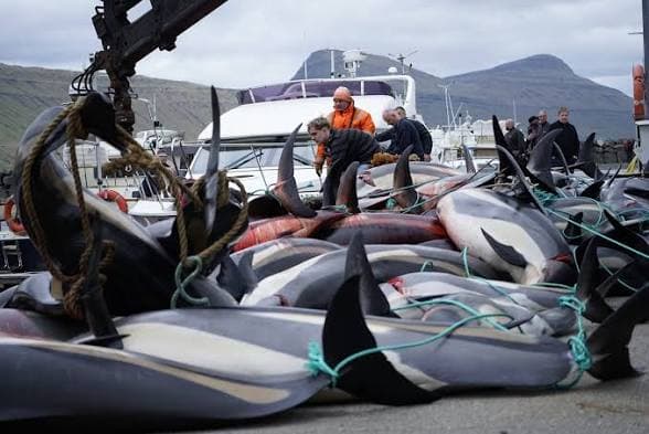 More Than 700 Dolphins Killed in a Single Day of Faroe Islands Hunts