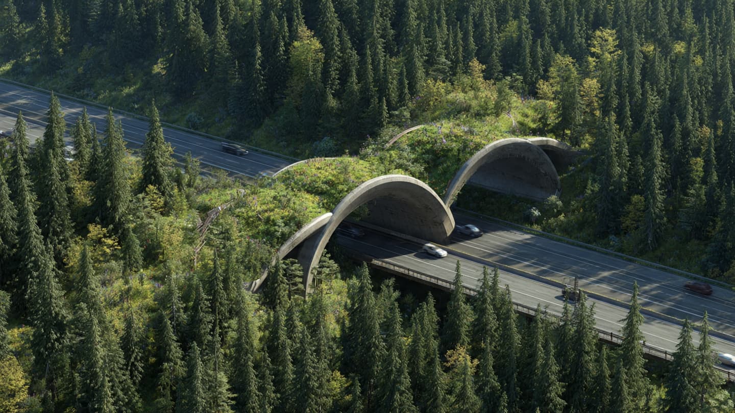 When Forests Are Reconnected, Can Lost Journeys Begin Again?