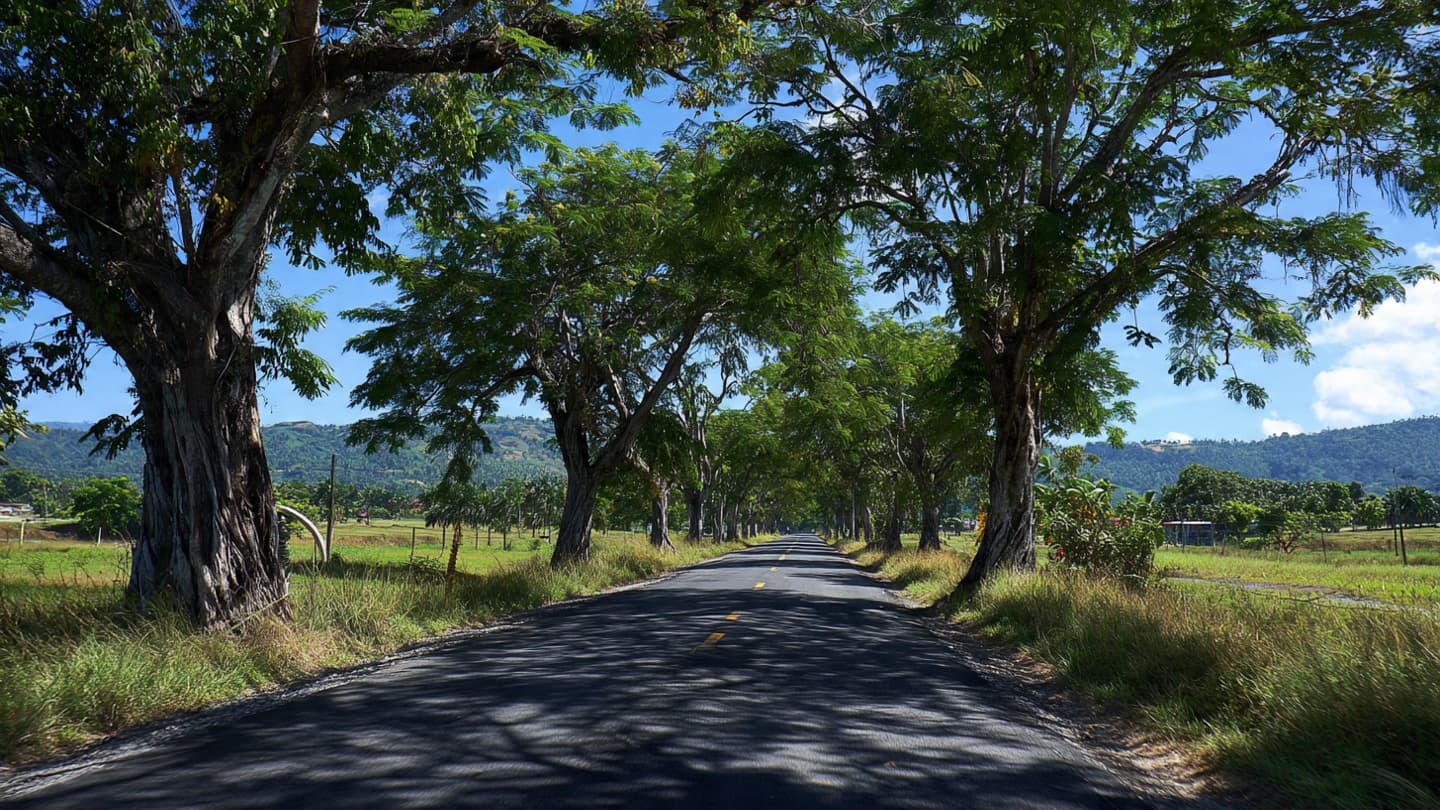 Between the Tarmac and the Verandah, A Morning of Sudden Silences in St. Elizabeth Between the Tarmac and the Verandah, A Morning of Sudden Silences in St. Elizabeth