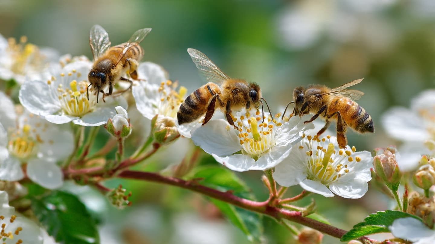 The Quiet Revolution Inside the World of Bees The Quiet Revolution Inside the World of Bees