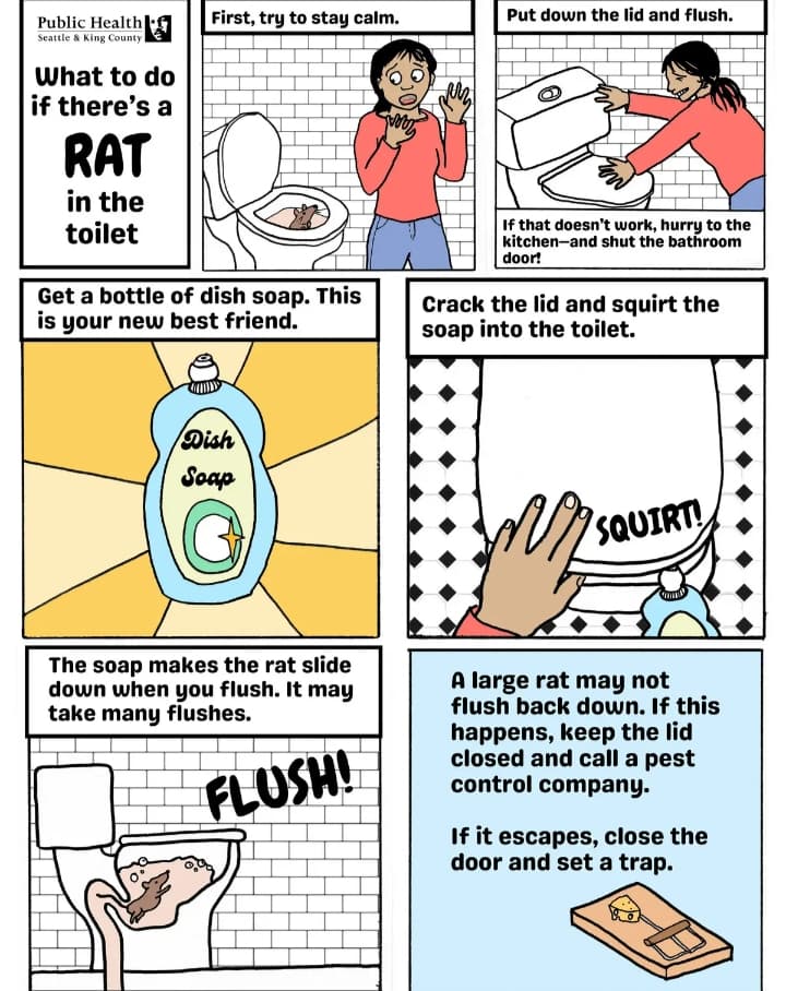 Heavy Rains in Washington State Prompt Warnings About Toilet Rats Heavy Rains in Washington State Prompt Warnings About Toilet Rats