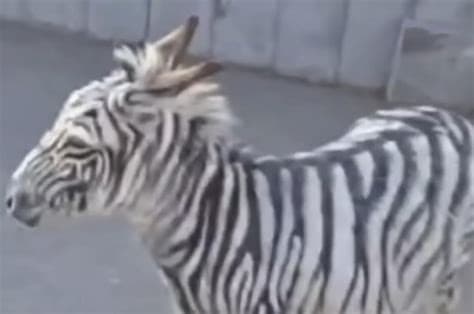 'Escaped Zebra' in Armenia Turns Out to Be a Painted Donkey 'Escaped Zebra' in Armenia Turns Out to Be a Painted Donkey